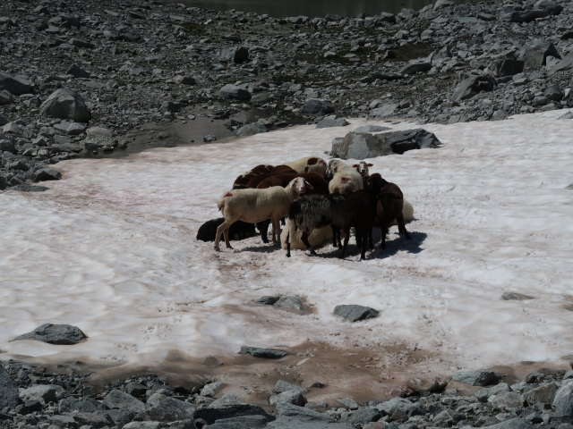 zwischen Fallboden und Gro&szlig;elendscharte (12. Aug.)