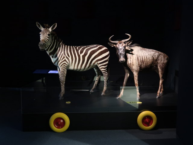 Sonderausstellung 'Tierisch mobil! Natur in Bewegung'