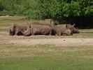 Breitmaulnash&ouml;rner im Givskud Zoo in Give (20. Mai)