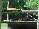 L&ouml;wen im Givskud Zoo in Give (20. Mai)
