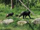 Schopfaffen im Givskud Zoo in Give (20. Mai)