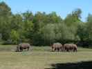 Breitmaulnash&ouml;rner im Givskud Zoo in Give (20. Mai)