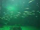 Nords&oslash;en Oceanarium in Hirtshals (25. Mai)
