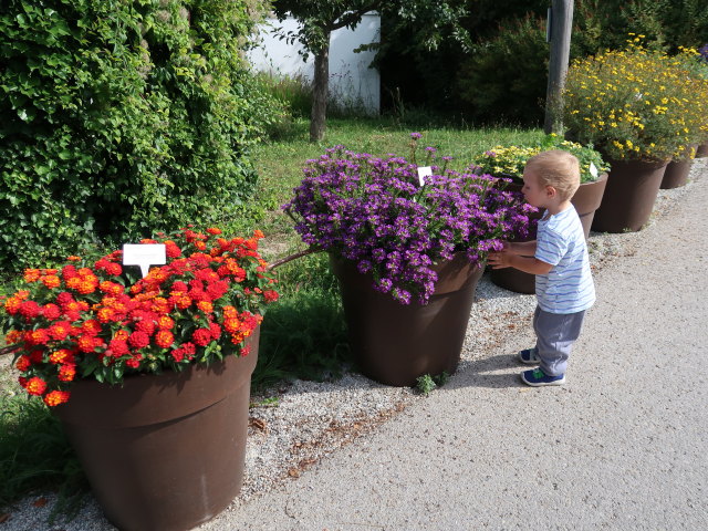 Nils