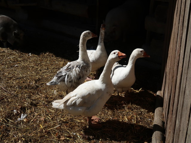 Tierpark Buchenberg