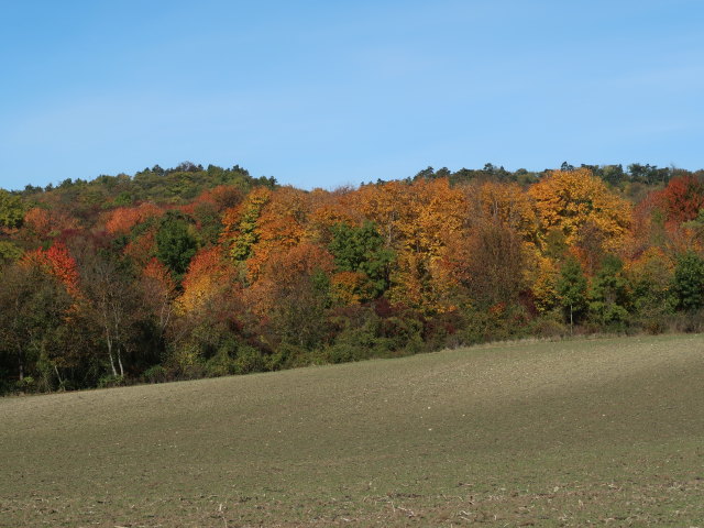 Hubertushain
