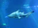 Palma Aquarium (16. Nov.)