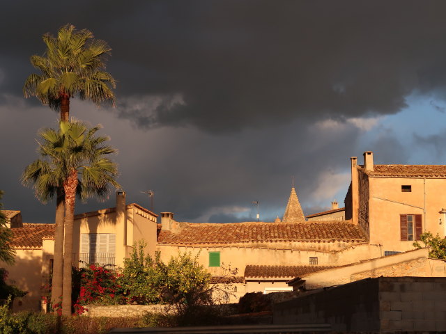 Sineu (21. Nov.)