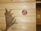 Nils in der Sonderausstellung 'Sehnsucht Wald'