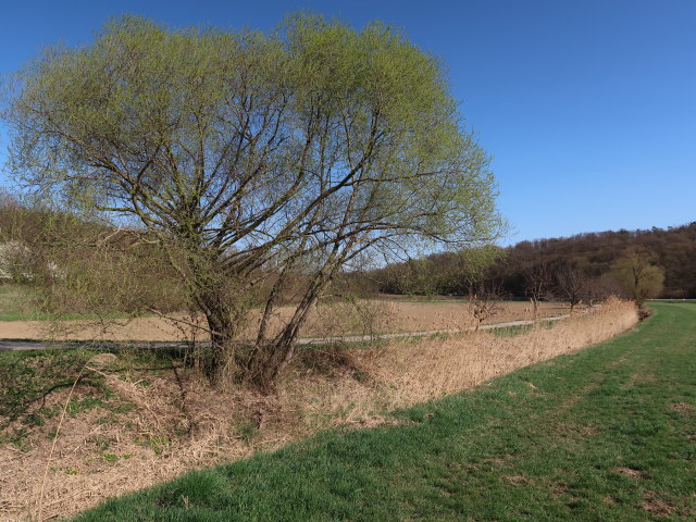 Hautzendorfer Bach zwischen Niederkreuzstetten und Hautzendorf