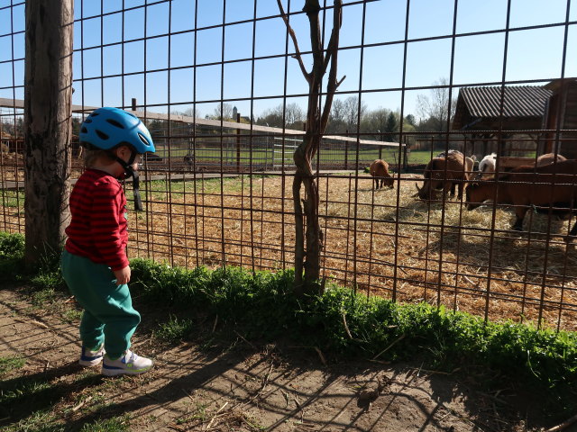 Nils zwischen Schleinbach und Ulrichskirchen