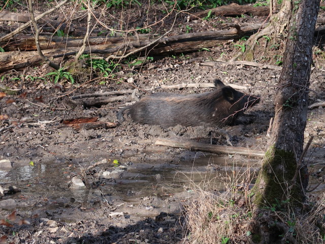Wildschwein