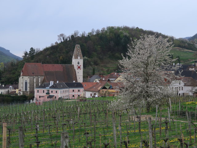 Pfarrkirche Spitz, 223 m