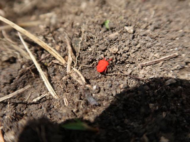 zwischen Gro&szlig;em Maiereck und Sauboden