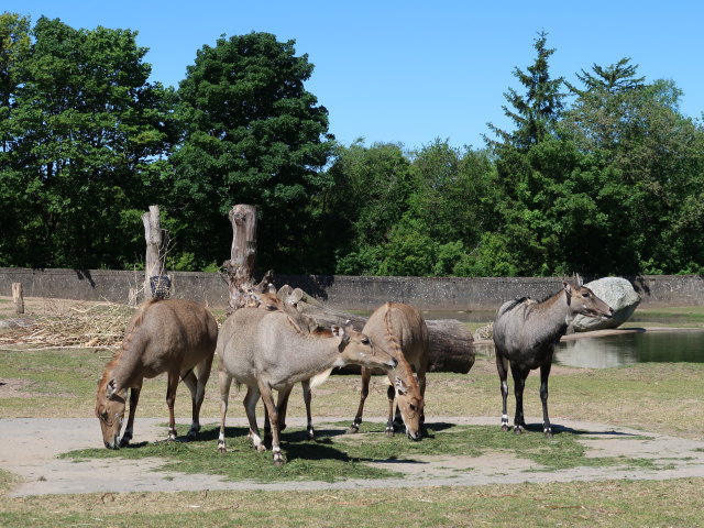 Nilgaiantilopen im Givskud Zoo in Give (20. Mai)