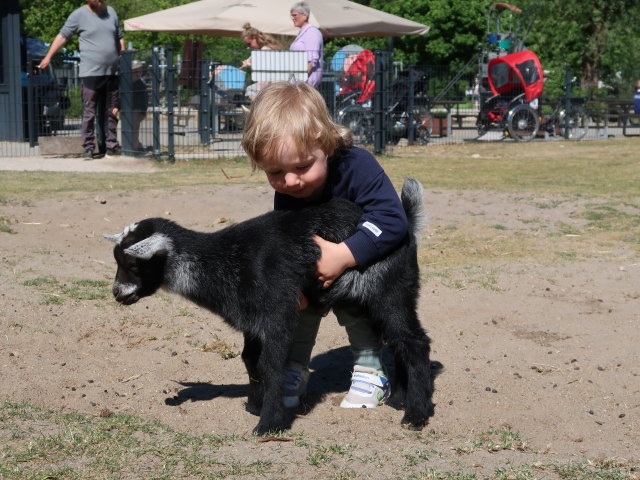 Nils bei den Streichelziegen im Givskud Zoo in Give (20. Mai)
