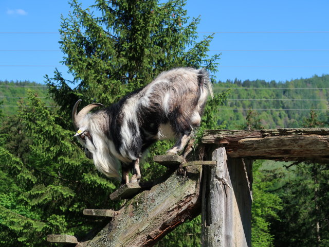 Gasthof Kleefeld, 690 m