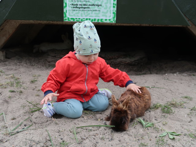 Nils im Sommerland Sj&aelig;lland in N&oslash;rre Asmindrup (18. Mai)