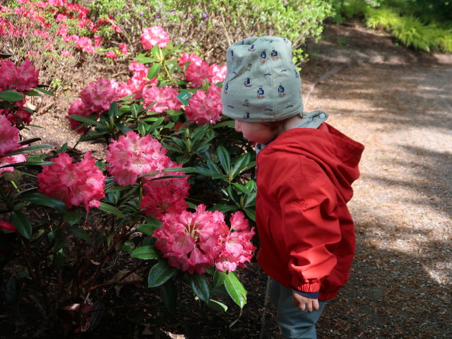 Nils im Egeskov Haven in Kv&aelig;rndrup (19. Mai)