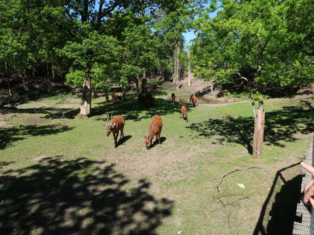 Bongos im Givskud Zoo in Give (20. Mai)