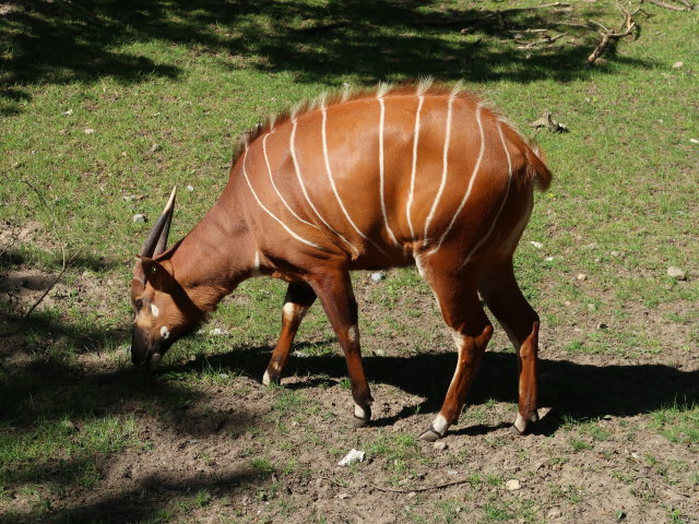 Bongo im Givskud Zoo in Give (20. Mai)