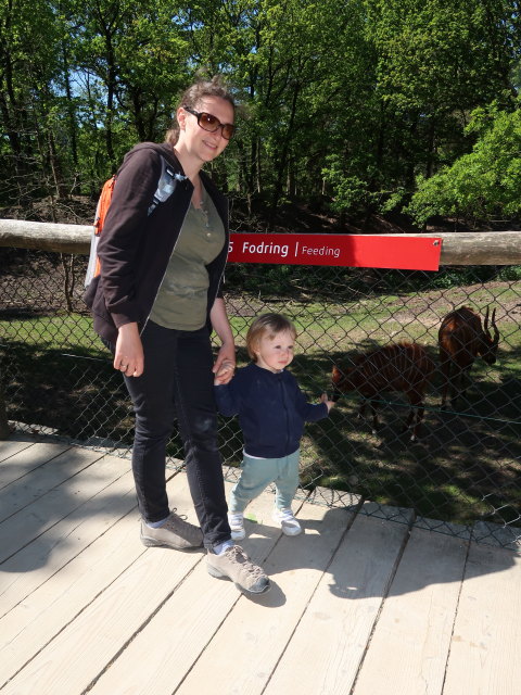 Sabine und Nils bei den Bongos im Givskud Zoo in Give (20. Mai)