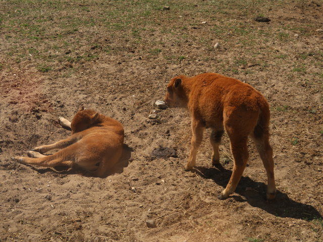 Amerikanische Bisons im Givskud Zoo in Give (20. Mai)