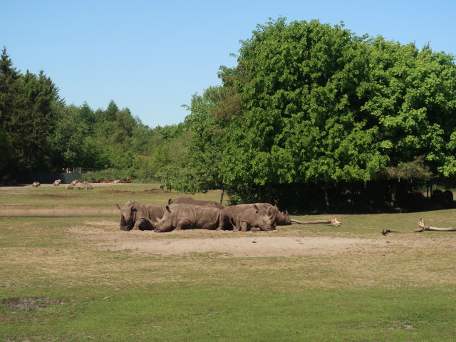 Breitmaulnash&ouml;rner im Givskud Zoo in Give (20. Mai)