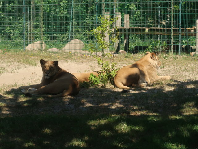 L&ouml;wen im Givskud Zoo in Give (20. Mai)