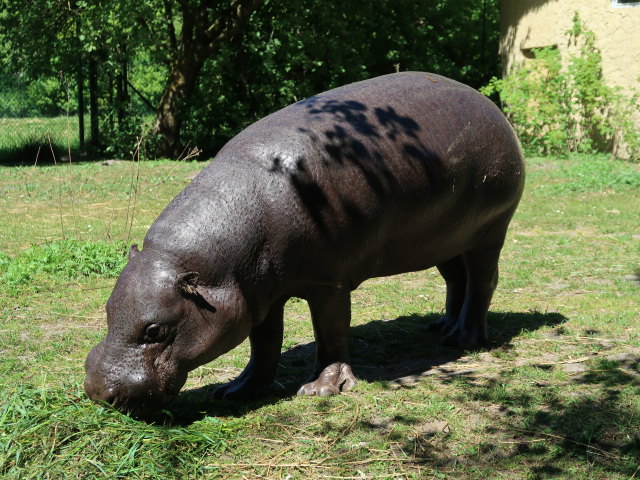 Zwergflusspferd im Givskud Zoo in Give (20. Mai)