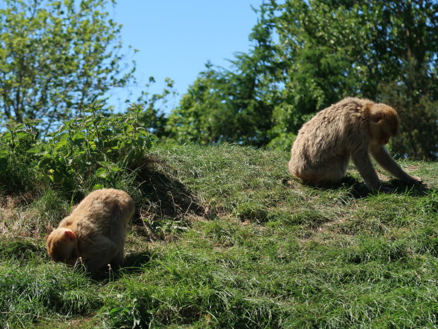 Berberaffen im Givskud Zoo in Give (20. Mai)