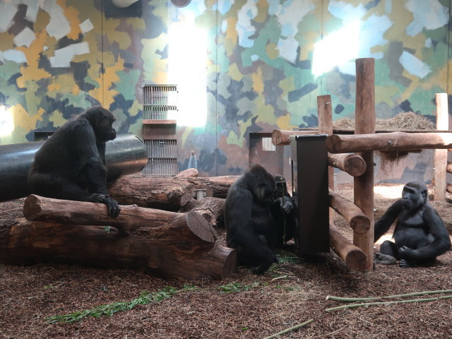 Westliche Flachlandgorillas im Givskud Zoo in Give (20. Mai)