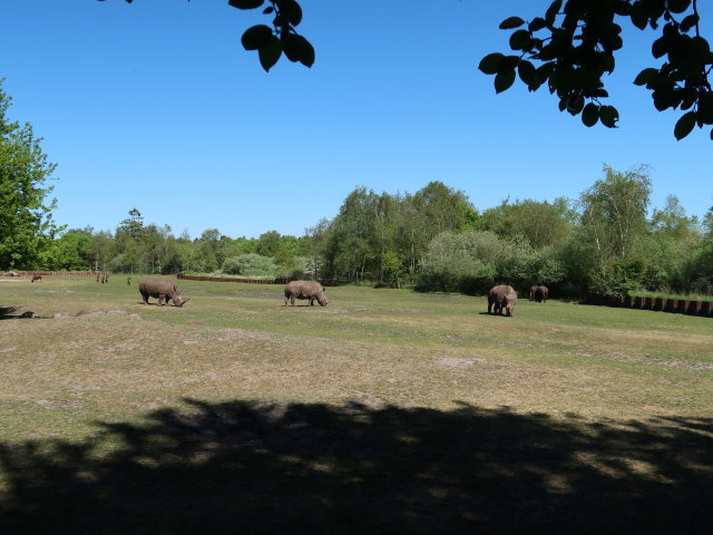 Breitmaulnash&ouml;rner im Givskud Zoo in Give (20. Mai)