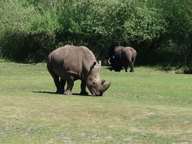 Breitmaulnash&ouml;rner im Givskud Zoo in Give (20. Mai)