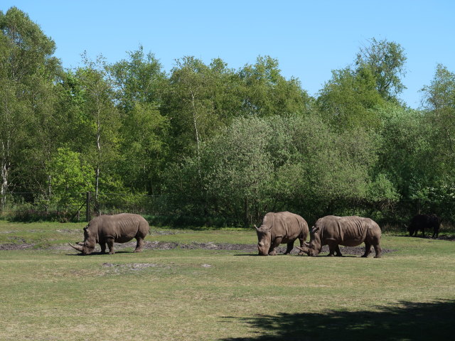 Breitmaulnash&ouml;rner im Givskud Zoo in Give (20. Mai)