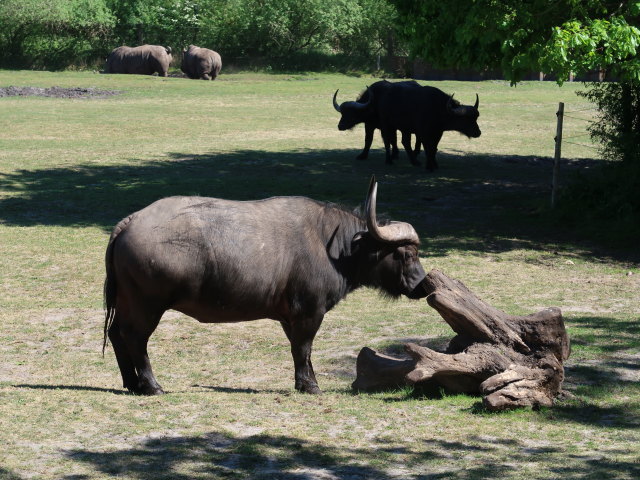 Afrikanische B&uuml;ffel im Givskud Zoo in Give (20. Mai)