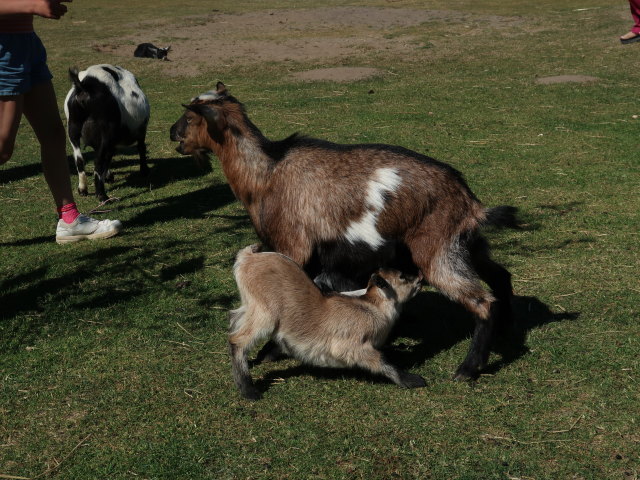 Streichelziegen im Givskud Zoo in Give (20. Mai)