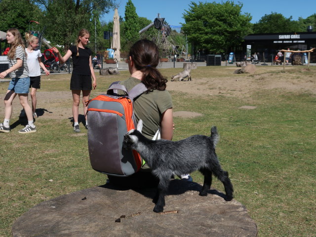 Sabine bei den Streichelziegen im Givskud Zoo in Give (20. Mai)