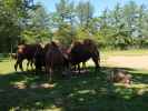Baktrische Kamele im Givskud Zoo in Give (20. Mai)