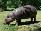 Zwergflusspferd im Givskud Zoo in Give (20. Mai)