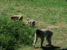 Berberaffen im Givskud Zoo in Give (20. Mai)