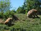 Berberaffen im Givskud Zoo in Give (20. Mai)