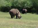 Breitmaulnash&ouml;rner im Givskud Zoo in Give (20. Mai)