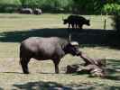 Afrikanische B&uuml;ffel im Givskud Zoo in Give (20. Mai)