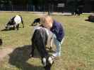 Nils bei den Streichelziegen im Givskud Zoo in Give (20. Mai)