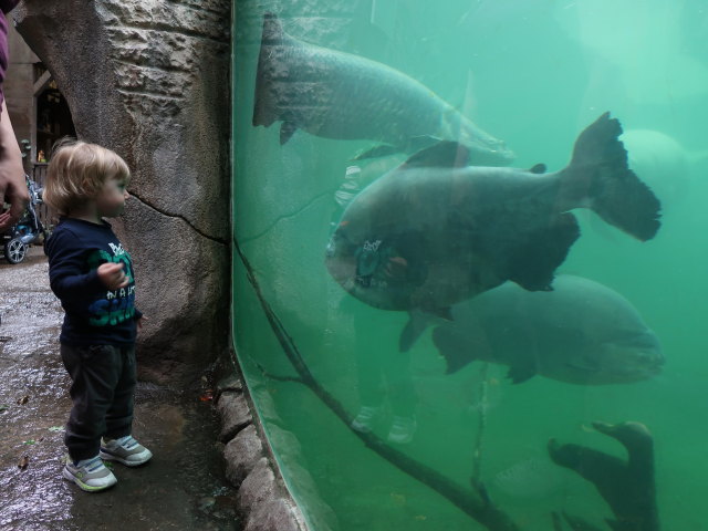 Nils in S&uuml;damerika in Randers Regnskov (23. Mai)