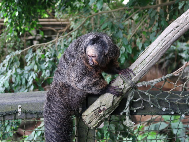 S&uuml;damerika in Randers Regnskov (23. Mai)