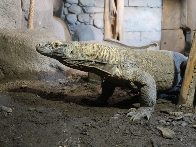 Asien in Randers Regnskov (23. Mai)