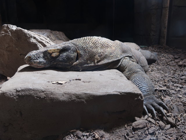 Asien in Randers Regnskov (23. Mai)