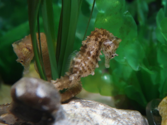 Nords&oslash;en Oceanarium in Hirtshals (25. Mai)